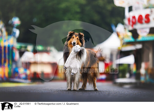 Collie / JQ-01561