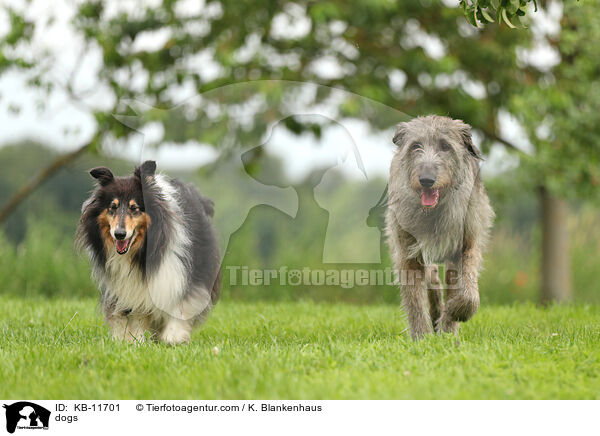 dogs / KB-11701