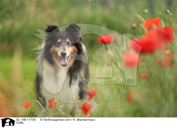 Collie / Collie / KB-11708
