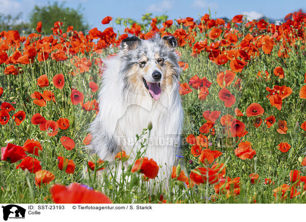 Collie / Collie / SST-23193