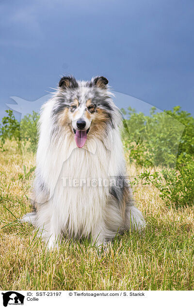 Collie / SST-23197