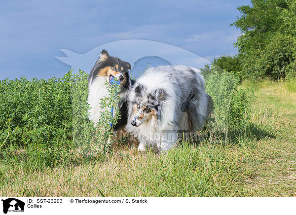 Collies / SST-23203