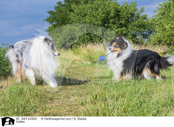 Collies / SST-23205