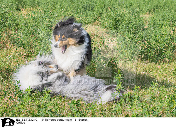 Collies / SST-23210