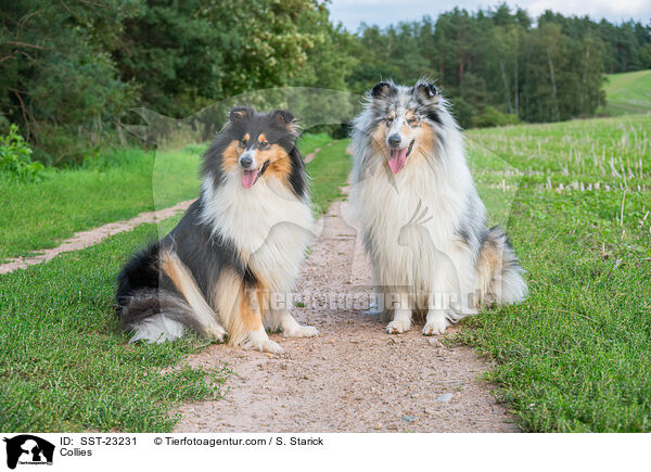Collies / SST-23231