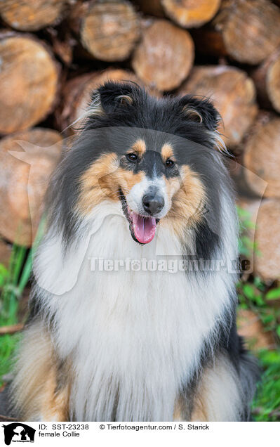 Collie Hndin / female Collie / SST-23238