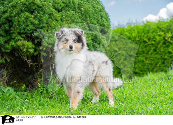 Collie / SST-23244