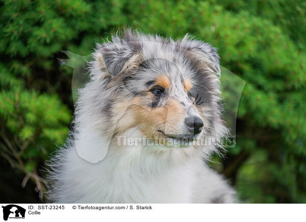 Collie / SST-23245