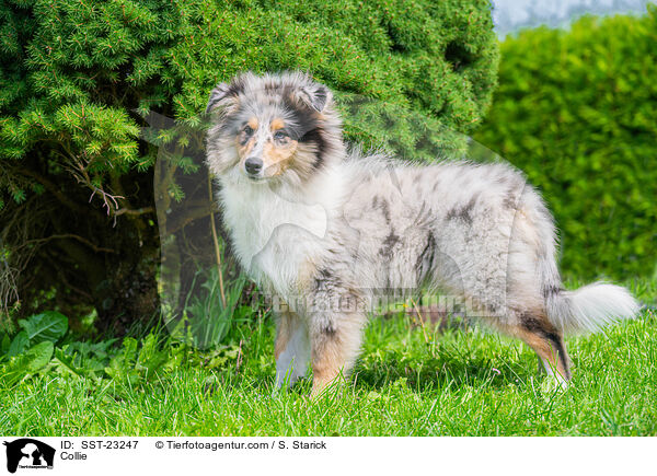 Collie / SST-23247