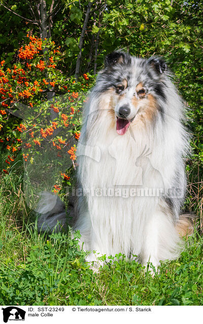 male Collie / SST-23249