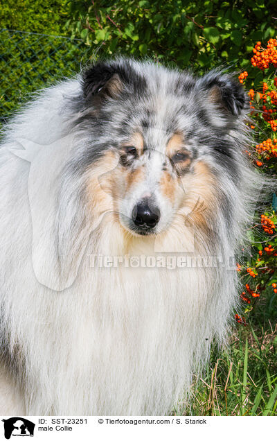 male Collie / SST-23251