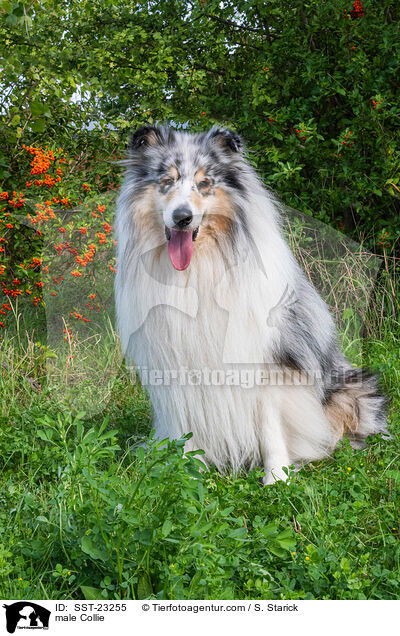 male Collie / SST-23255