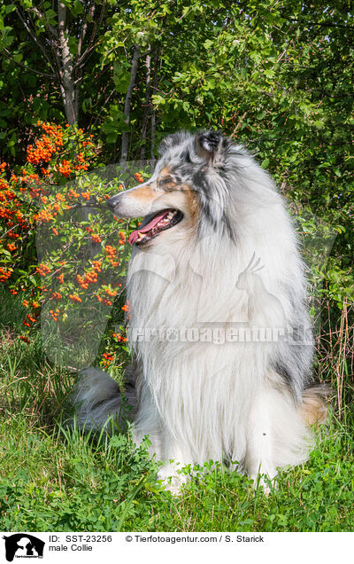 male Collie / SST-23256