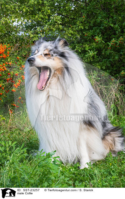 male Collie / SST-23257
