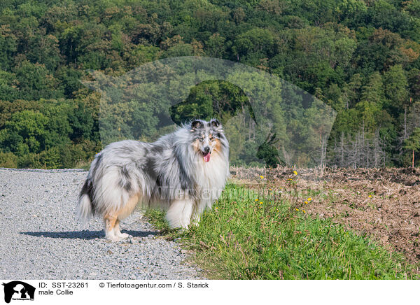 Collie Rde / male Collie / SST-23261
