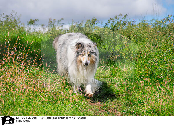 male Collie / SST-23265