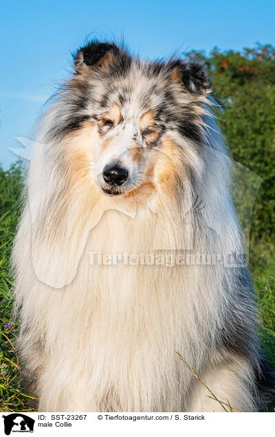 male Collie / SST-23267
