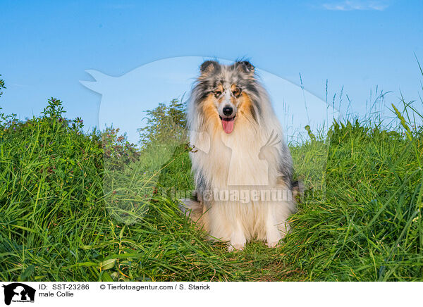 Collie Rde / male Collie / SST-23286