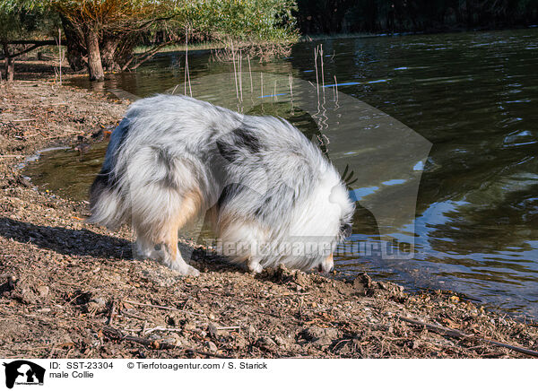 male Collie / SST-23304