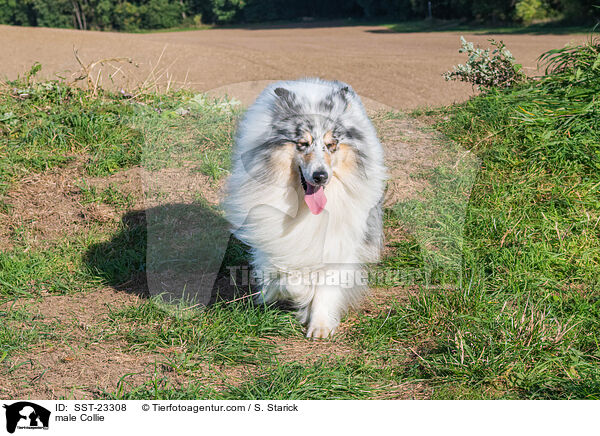 Collie Rde / male Collie / SST-23308