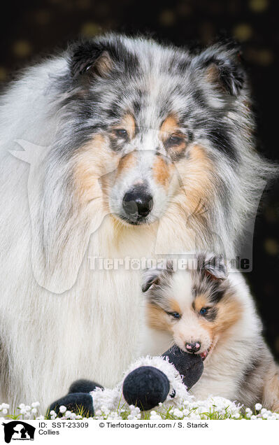 Collies / SST-23309
