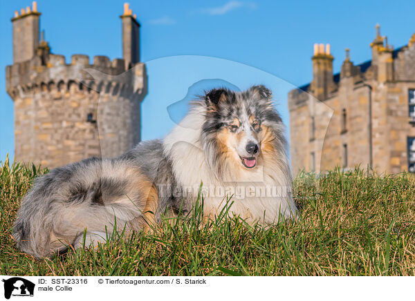 Collie Rde / male Collie / SST-23316