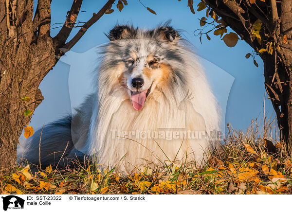male Collie / SST-23322
