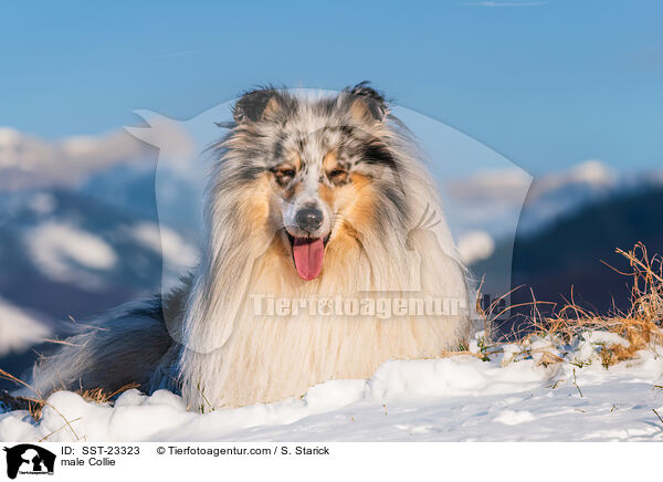 Collie Rde / male Collie / SST-23323