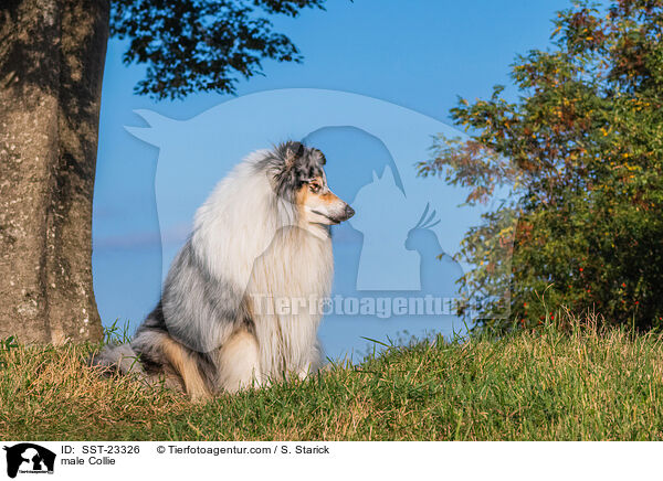 Collie Rde / male Collie / SST-23326