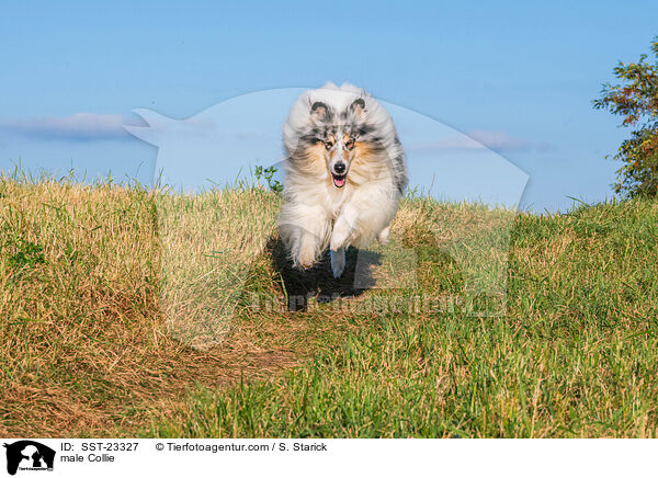 male Collie / SST-23327