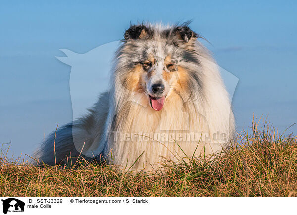 Collie Rde / male Collie / SST-23329