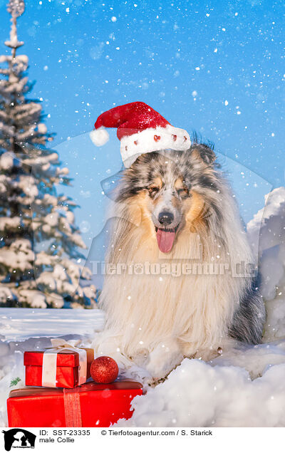male Collie / SST-23335