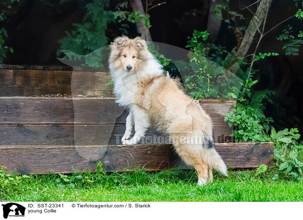 young Collie / SST-23341