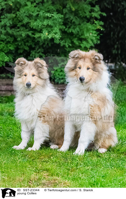 young Collies / SST-23344
