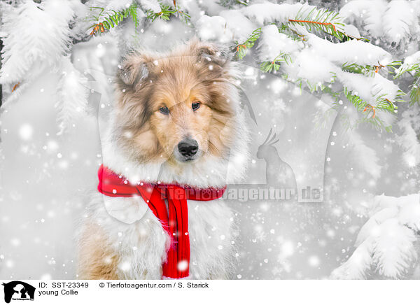 young Collie / SST-23349