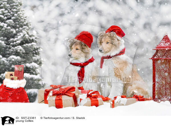 young Collies / SST-23361