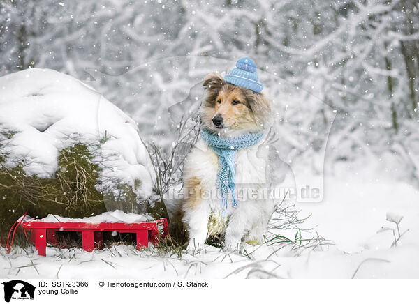 young Collie / SST-23366