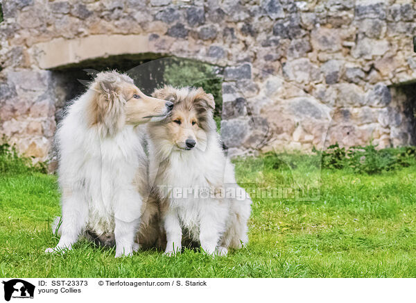 junge Collies / young Collies / SST-23373