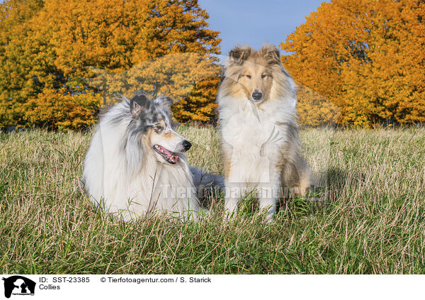 Collies / Collies / SST-23385