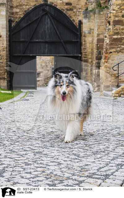 male Collie / SST-23413