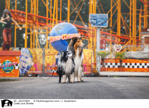Collie und Sheltie / Collie und Sheltie / JQ-01804