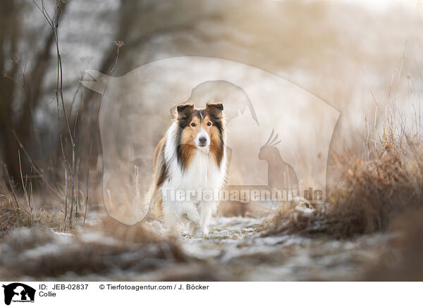 Collie / Collie / JEB-02837