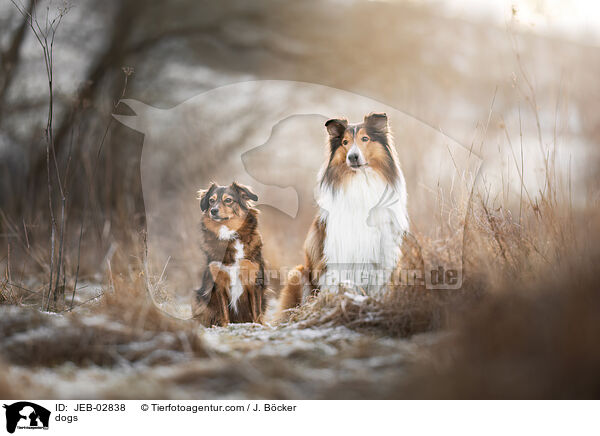 Hunde / dogs / JEB-02838