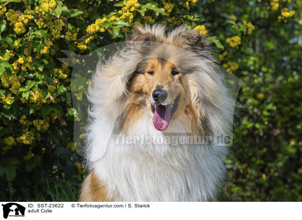 erwachsener Collie / adult Colie / SST-23622