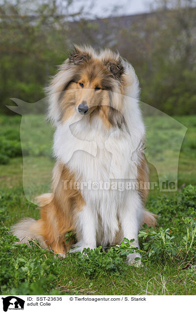 adult Colie / SST-23636
