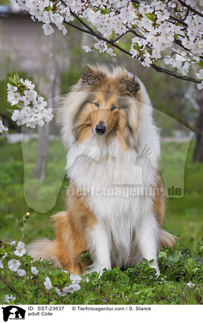 erwachsener Collie / adult Colie / SST-23637