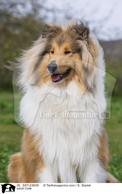 erwachsener Collie / adult Colie / SST-23639
