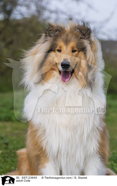 erwachsener Collie / adult Colie / SST-23640