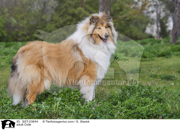 adult Colie / SST-23644