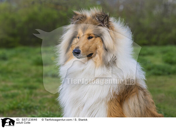 erwachsener Collie / adult Colie / SST-23646